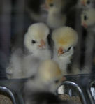 CHICK3.jpg