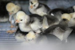 CHICK4.jpg