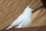 IMG_2638.JPG