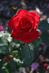 IMG_2706.JPG