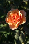 IMG_2710.JPG