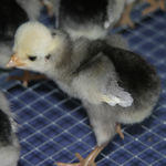 chick1.jpg