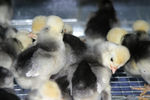 chick2.jpg
