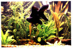 fish2.jpg